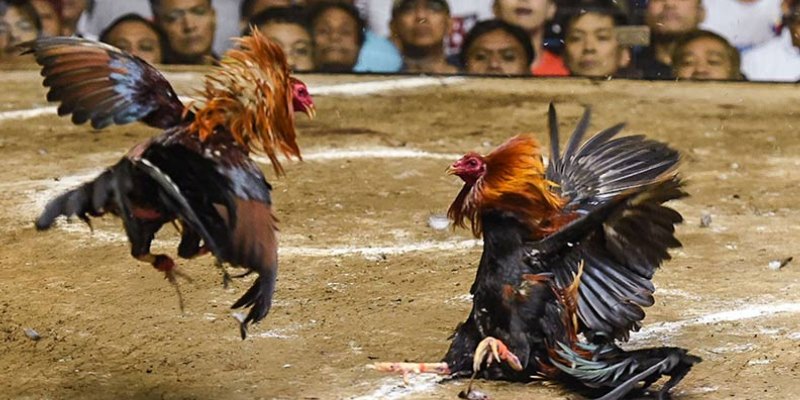 Đá gà Campuchia cựa tròn